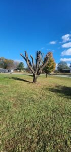 K2 Tree Trimming Service